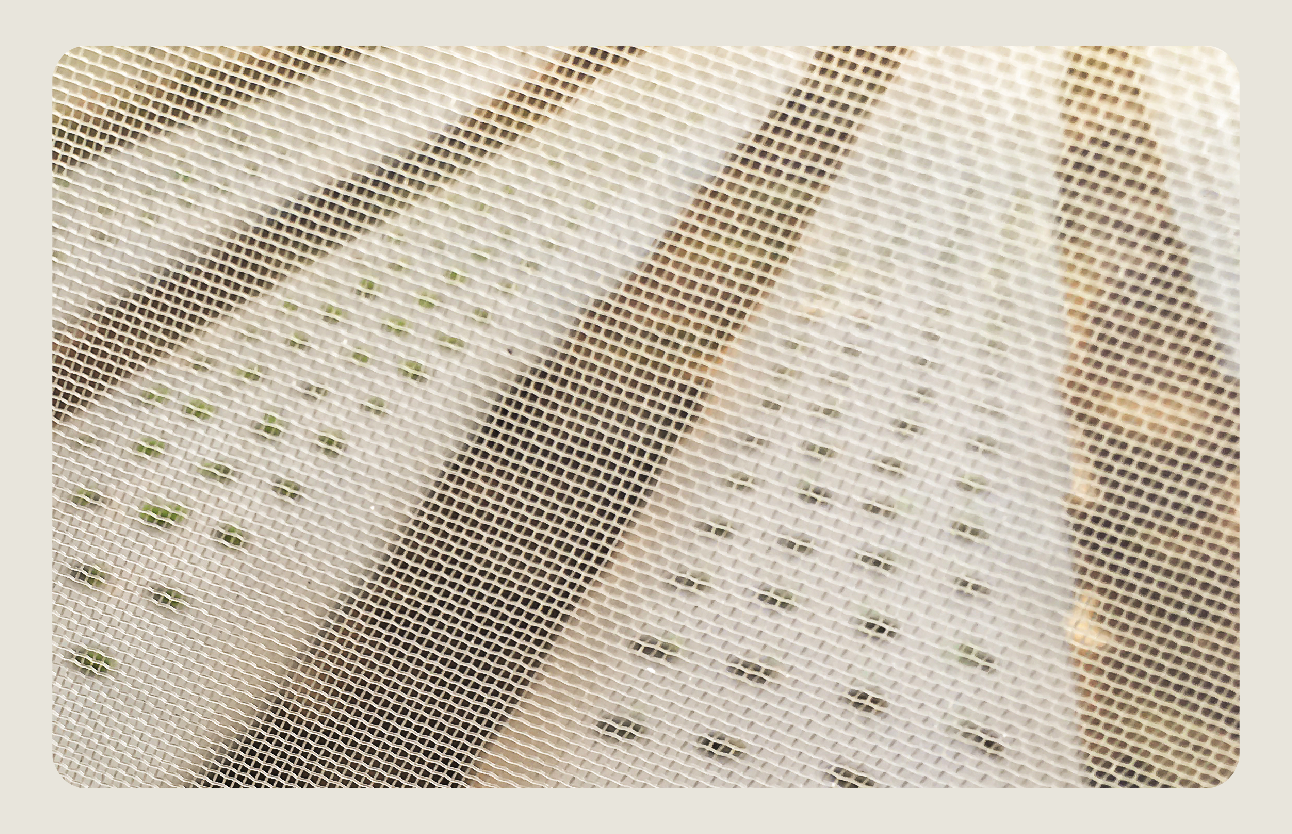 Filet anti-thrips protégeant les cultures agricoles des petits insectes nuisibles qui percent les feuilles et aspirent la sève.