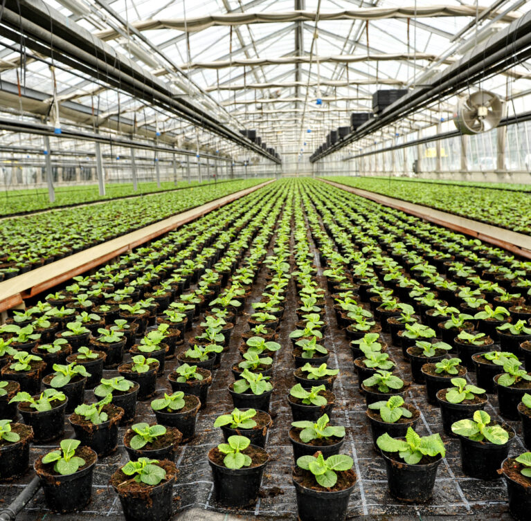 Le filet anti-grêle protège plantations, cultures et arbres fruitiers des intempéries et limite l’accès des insectes indésirables.